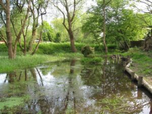 Pemjar Pond, Purbrook