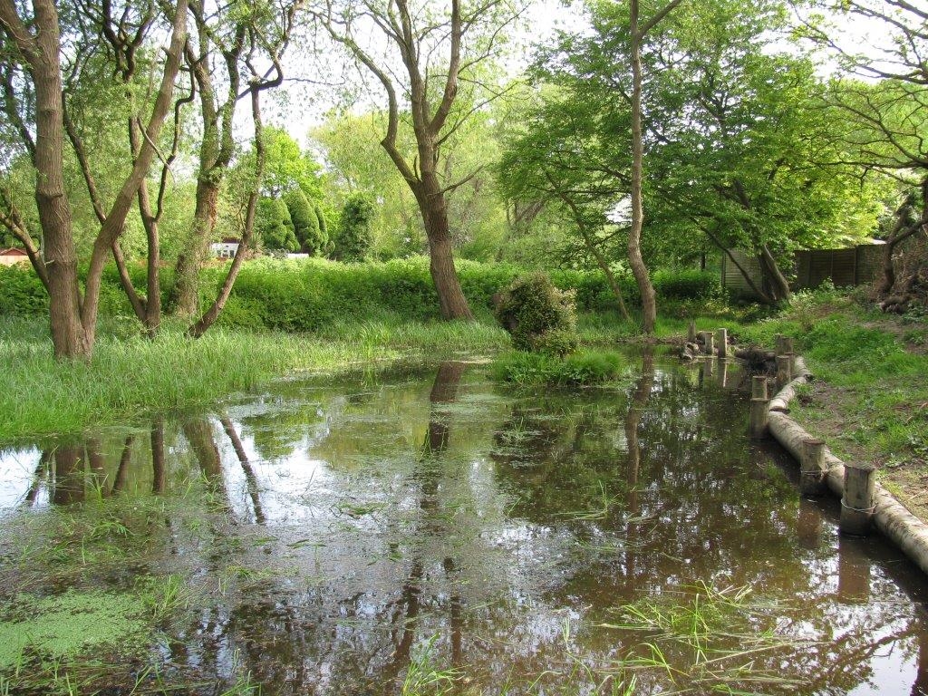 Pemjar Pond, Purbrook